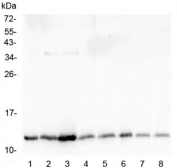 Western blot testing of mouse 1) testis, 2) kidney, 3) small intestine, 4) spleen, 5) stomach, 6) lung, 7) smooth muscle and 8) heart lysate with TXN antibody at 0.5ug/ml. Predicted molecular weight ~12 kDa.