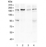 Western blot testing of human 1) HeLa, 2) COLO-320, 3) SHG-44 and 4) HEK293 lysate with Sucrase Isomaltase antibody at 0.5ug/ml. Predicted molecular weight ~209 kDa.