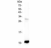 Western blot testing of rat pancreas with CCL2 antibody at 0.5ug/ml. Expected molecular weight ~11 kDa (precursor), ~9 kDa (mature).