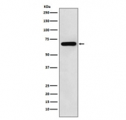 Western blot testing of human HeLa cell lysate with N-WASP antibody. Expected molecular weight: ~65 kDa.