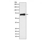 Western blot testing of human MCF7 cell lysate with LRH1 antibody. Predicted molecular weight ~61 kDa.