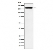 Western blot testing with PODXL antibody. Expected molecular weight of glycosylated form: ~165 kDa.