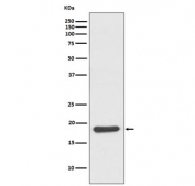 Western blot testing of mouse skeletal muscle lysate with Hsp20 antibody. Predicted molecular weight: 17-20 kDa.