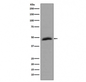 Western blot testing of human HepG2 cell lysate with AURKA antibody. Predicted molecular weight ~45 kDa.