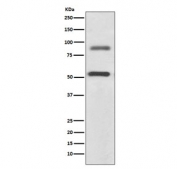 Western blot testing human SH-SY5Y cell lysate with DCLK1 antibody. Predicted molecular weight ~82/47 kDa (multiple isoforms).