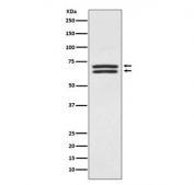 Western blot testing of human HEK293 cell lysate with PDPK1 antibody. Predicted molecular weight ~63 kDa.