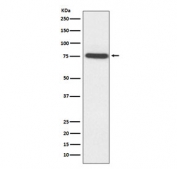 Western blot testing of human HeLa cell lysate with TAK1 antibody. Predicted molecular weight: 64-69 kDa, routinely observed at 78-82 kDa.