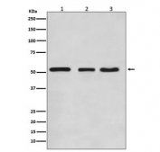 Western blot testing of 1) human HeLa, 2) mouse NIH3T3 and 3) rat C6 cell lysate with KLF4 antibody. Predicted molecular weight: 50-60 kDa + possible ~75 kDa (phosphorylated form).