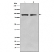 Western blot testing of human 1) Jurkat and 2) SH-SY5Y lysate with FOXO3A antibody. Expected molecular weight: 71-90 kDa depending on glycosylation level.