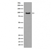 Western blot testing of IGF-treated human MCF-7 lysate with phospho-FOXO3A antibody. Expected molecular weight: 71-90 kDa depending on glycosylation level.