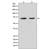 Western blot testing of human 1) HeLa and 2) K562 lysate with CDC40 antibody. Predicted molecular weight ~66 kDa.