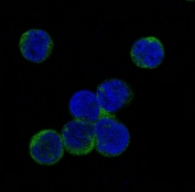 IF/ICC testing of pervanadate-treated human Jurkat cells with phospho-JAK2 antibody.