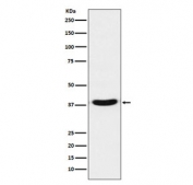Western blot testing of human A431 cell lysate with VPS26 antibody. Predicted molecular weight ~38 kDa.