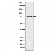 Western blot testing of human HepG2 cell lysate with ATG7 antibody. Predicted molecular weight: 70-80 kDa.