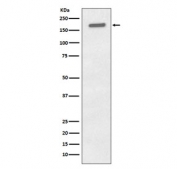 Western blot testing of lysate from human A431 cells treated with EGF with phospho-EGFR antibody. Expected molecular weight: 134-170 kDa depending on glycosylation level.