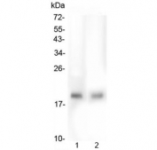 Western blot testing of human 1) HepG2 and 2) PC-3 lysate with TMEM166 antibody at 0.5ug/ml. Predicted molecular weight ~17 kDa.