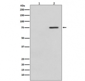 Western blot testing of human HeLa cells 1) untreated and 2) treated with LP, with phospho-c-Raf antibody. Predicted molecular weight ~73 kDa.