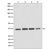 Western blot testing of 1) human HeLa, 2) bovine MDBK, 3) monkey COS-1 and 4) canine MDCK cell lysate with GAPDH antibody. Predicted molecular weight ~36 kDa.