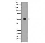 Western blot testing of lysate from human HEK293 cells treated with Calyculin A and okadaic acid, with phospho-p53 antibody (pS33). Predicted molecular weight ~53 kDa.