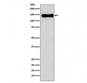 Western blot testing of human U937 cell lysate with ITGB1 antibody. Expected molecular weight: 88~150 kDa depending on the level of glycosylation.