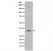 Western blot testing of human HeLa cell lysate with CDC2 antibody. Predicted molecular weight ~33 kDa.