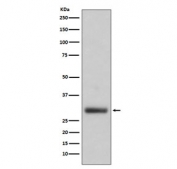 Western blot testing of human HL60 cell lysate with Neutrophil Elastase antibody. Expected molecular weight: 29-35 kDa.