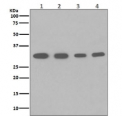 Western blot testing of 1) human HeLa, 2) human HepG2, 3) human U937 and 4) mouse spleen lysate with PCNA antibody. Predicted molecular weight ~29 kDa, routinely observed at 29~36 kDa.