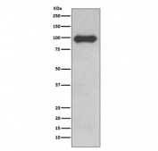 Western blot testing of human Ramos cell lysate with CD19 antibody. Expected molecular weight: 60-100 kDa depending on glycosylation level.
