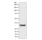 Western blot testing of human SH-SY5Y cell lysate with NQO1 antibody. Predicted molecular weight ~30 kDa.