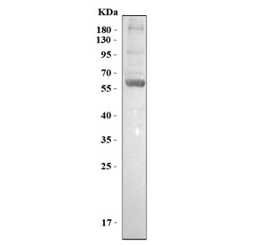 Western blot testing of human HepG2 cell lysate with Glypican 3 a