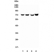 Western blot testing of 1) rat lung, 2) rat skeletal muscle, 3) mouse lung and 4) mouse NIH 3T3 lysate with HIF3A antibody. Expected molecular weight ~72 kDa.