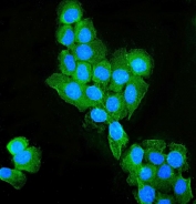 Immunofluorescent staining of FFPE human A431 cells with OCLN antibody (green) and DAPI nuclear stain (blue). HIER: steam section in pH6 citrate buffer for 20 min.