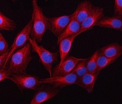 Immunofluorescent staining of FFPE human U-2 OS cells with TUBB1 antibody (red) and DAPI nuclear stain (blue). HIER: steam section in pH6 citrate buffer for 20 min.