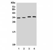 Western blot testing of 1) rat brain, 2) mouse brain, 3) U-87 MG and 4) mouse Neuro-2a lysate with Neurotrophin 3 antibody. Predicted molecular weight ~29 kDa.