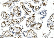 IHC staining of frozen human placenta with CD146 antibody.