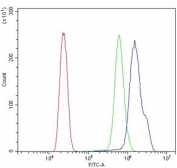 Flow cytometry testing of human HL60 cells with BRCA1 antibody at 1ug/million cells (blocked with goat sera); Red=cells alone, Green=isotype control, Blue= BRCA1 antibody.