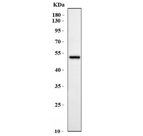 Western blot testing of human MCF7 cell lysate with ACP3 antibody. Expected molecular weight: 45-50 kDa.