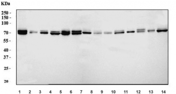 Western blot testing of 1) human U-2 OS, 2) human PC-3, 3) human HeLa, 4) human Caco-2, 5) human HEL, 6) human U-87 MG, 7) rat brain, 8) rat lung, 9) rat stomach, 10) rat PC-12, 11) mouse brain, 12) mouse lung, 13) mouse stomach and 14) mouse NIH 3T3 cell lysate with FACL4 antibody. Predicted molecular weight: ~80