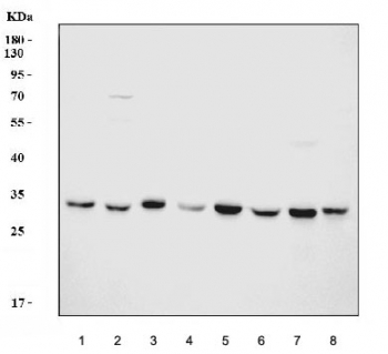Western blot testing of 1) human HeLa, 2) human SH-SY5Y, 3) human SW620, 4) human Raji, 5) rat brain, 6) rat PC-12, 7) mouse brain and 8) mouse NIH 3T3 cell lysate with YWHAE antibody. Predicted molecular weight ~28 kDa.