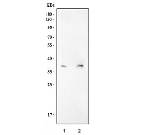 Western blot testing of mouse 1) RAW264.7 and 2) NIH 3T3 cell lysate with