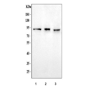 Western blot testing of 1) human 293T, 2) human HK-2 and 3) monkey COS-7 cell lysate with Amiloride binding protein 1 antibody. Predicted molecular weight ~85 kDa.