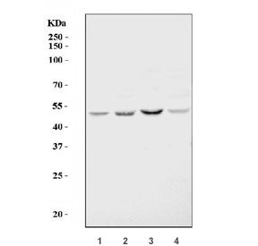 Western blot testing of 1) rat testis, 2) rat kidney, 3) mouse testis and 4) mouse kidney tissue lysate with DNMT3L antibody. Predicted molecular weight ~49 kDa.~