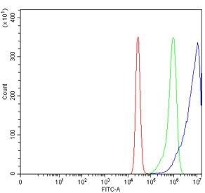 Flow cytometry testing of human K562 cells with ATG4A antibody at 1ug/million cells (blocked with goat sera); Red=cells alone, Green=isotype control, Blue= ATG4A antibody.~