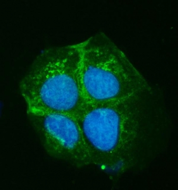 Immunofluorescent staining of FFPE human Caco-2 cells with ATP7B antibody (green) and DAPI nuclear stain (blue). HIER: steam section in pH6 citrate buffer for 20 min.~