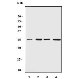 Western blot testing of 1) rat C6, 2) rat brain, 3) mouse brain and 4) mouse kidney lysate with Batf2 antibody. Predicted molecular weight ~29 kDa.