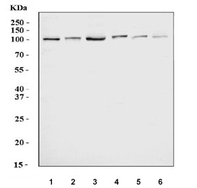 Western blot testing of 1) human HeLa, 2) human Jurkat, 3) human K562, 4) monkey COS-7, 5) rat liver and 6) rat heart lysate with DNMT3B antibody. Predicted molecular weight: 95 kDa.~