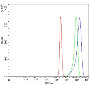 Flow cytometry testing of human K562 cells with ENO1 antibody at 1ug/million cells (blocked with goat sera); Red=cells alone, Green=isotype control, Blue= ENO1 antibody.