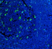 Immunofluorescent staining of FFPE human tonsil tissue with CD68 antibody (green) and DAPI nuclear stain (blue). HIER: steam section in pH8 EDTA buffer for 20 min.