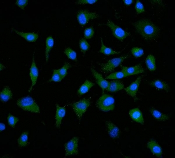 Immunofluorescent staining of FFPE human A549 cells with Neuropilin 1 antibody (green) and DAPI nuclear stain (blue). HIER: steam section in pH6 citrate buffer for 20 min.