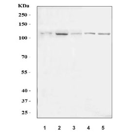 Western blot testing of 1) human HeLa, 2) human HepG2, 3) human MOLT-4, 4)
